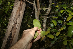 Denhamia bilocularis