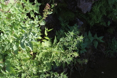 Scrophularia auriculata