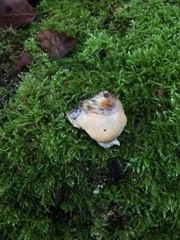 Climacocystis borealis