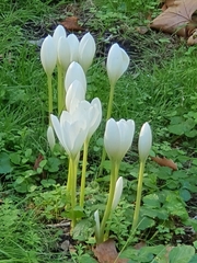 Colchicum speciosum