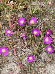 Carpobrotus rossii