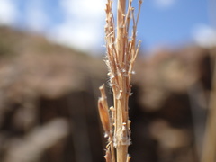 Miscanthus ecklonii