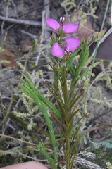 Polygala recognita