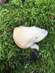 Climacocystis borealis