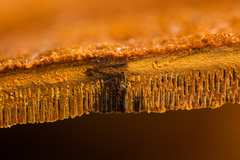 Hymenochaete iodina