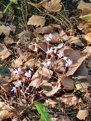 Cyclamen