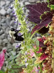Bombus impatiens