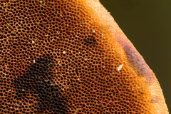 Hymenochaete iodina