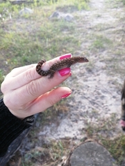 Afrogecko porphyreus