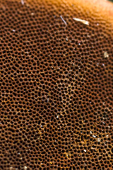 Hymenochaete iodina