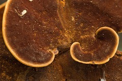 Hymenochaete iodina