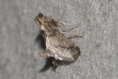Pyralinae