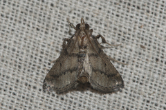 Pyralinae