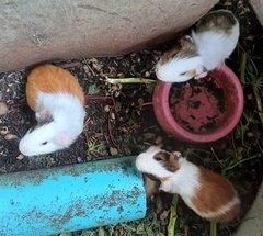Cavia