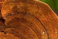Hymenochaete iodina