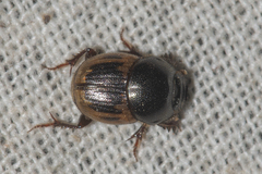 Onthophagus
