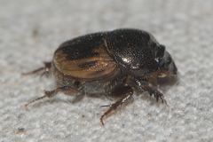 Onthophagus