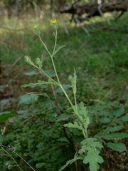 Senecio sylvaticus