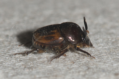 Onthophagus