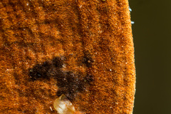 Hymenochaete iodina