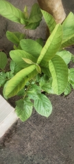 Psidium guajava