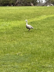 Cereopsis novaehollandiae