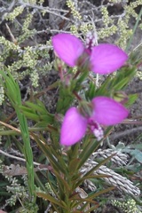 Polygala recognita