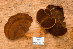 Hymenochaete iodina