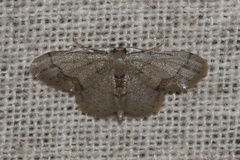 Idaea