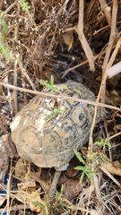 Testudo graeca