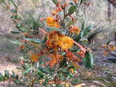 Grevillea chrysophaea