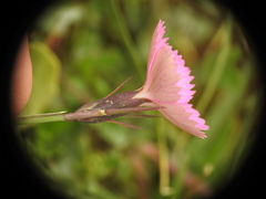 Dianthus pavonius