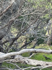 Notamacropus eugenii