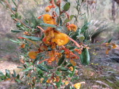 Grevillea chrysophaea