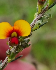 Dillwynia sericea