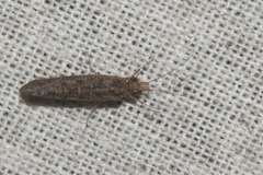 Hydropsychidae