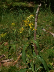 Senecio ovatus alpestris