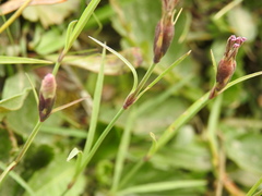 Dianthus pavonius
