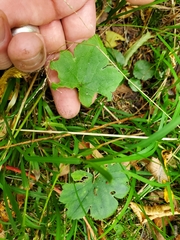 Ranunculus recurvatus