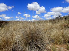 Miscanthus ecklonii