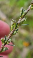 Dillwynia sericea
