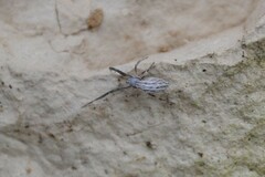 Uloborus walckenaerius