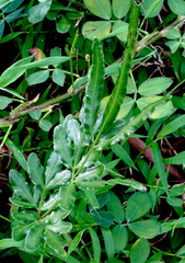 Pteris