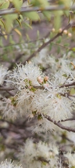 Melaleuca acuminata