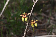 Caladenia discoidea