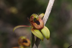 Caladenia discoidea