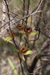 Caladenia discoidea
