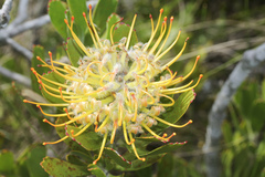 Leucospermum cuneiforme