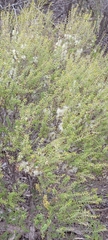 Melaleuca acuminata
