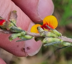 Dillwynia sericea
